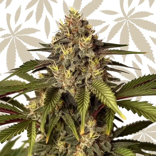 Candy Kush x Do-Si-Dos cannabis strain plant