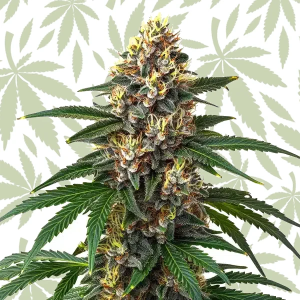 Candy Kush cannabis strain plant