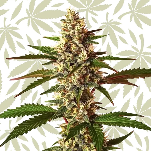 Candy Punch Regular cannabis strain plant