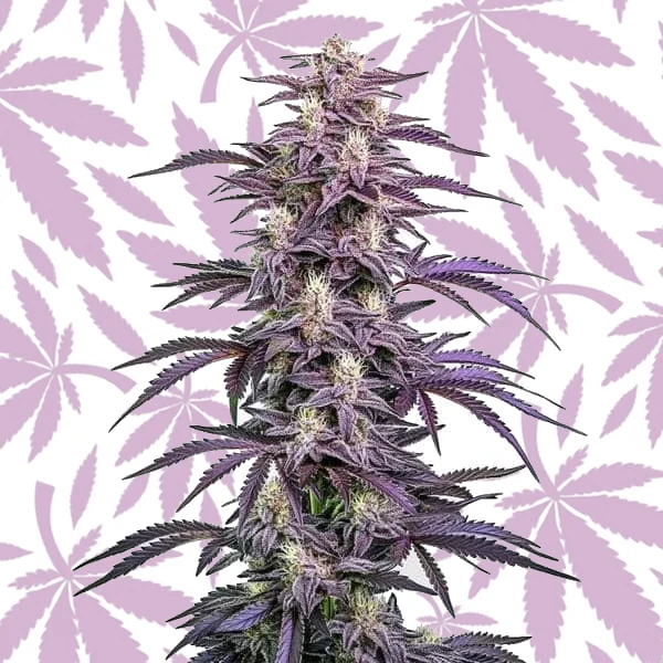 Candyland Peyote cannabis strain plant