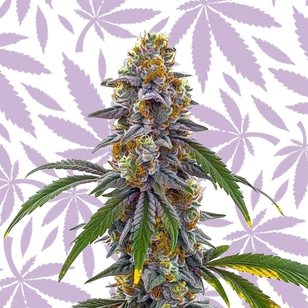 Candyland cannabis strain plant
