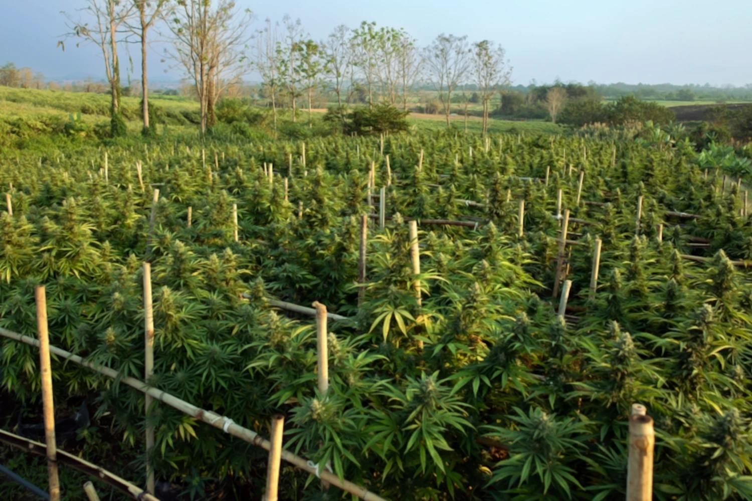 A cannabis field of budding plants outdoors