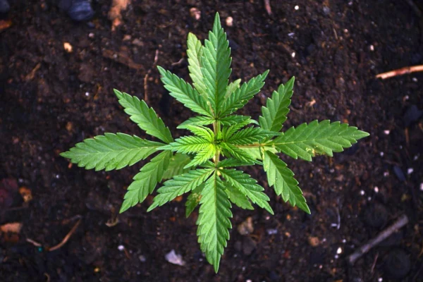 cannabis plant in early growth, top view over ground