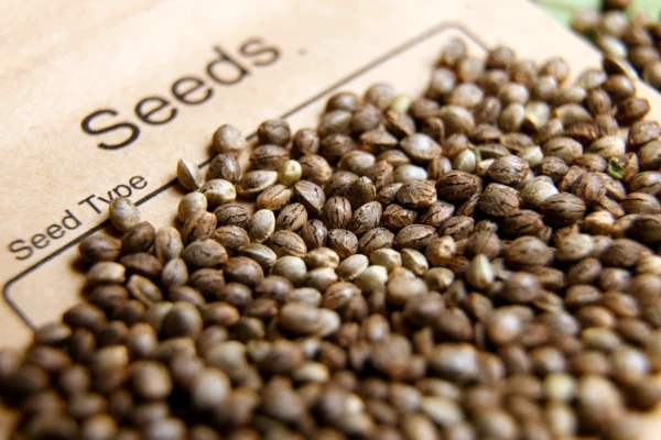 cannabis seeds over seed packet