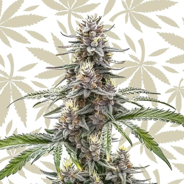 Cannatonic cannabis strain plant