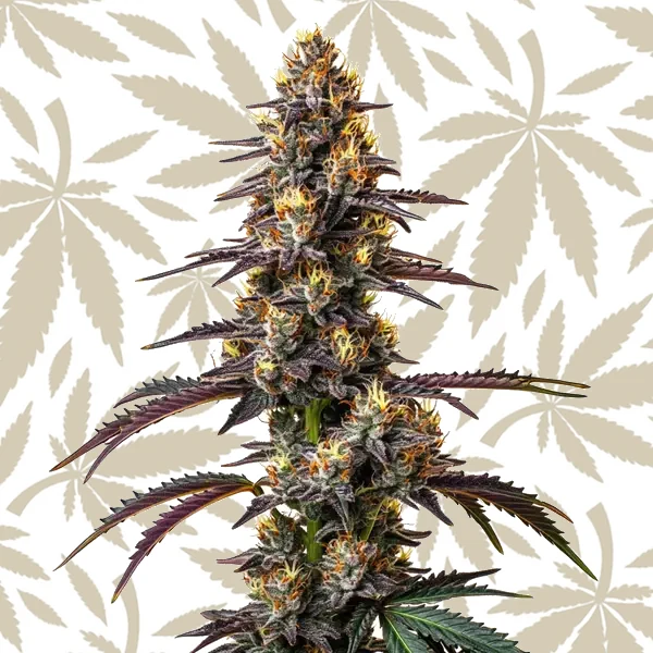 Carbon Fiber cannabis strain plant