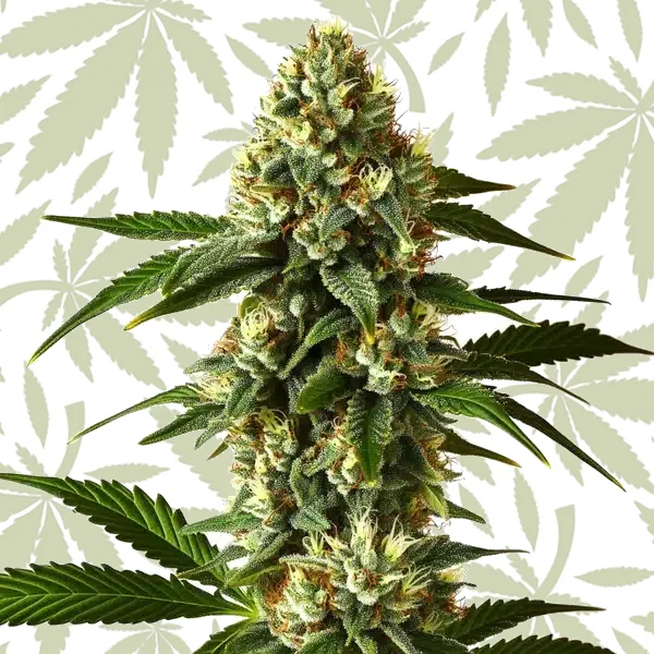 Carmen 2.0 Fast Version cannabis strain plant