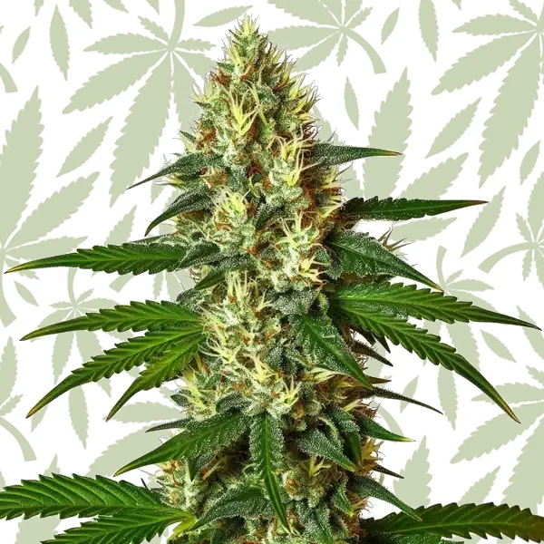 Carmen 2.0 cannabis strain plant