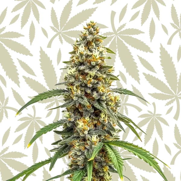 Carmen x Durban Poison cannabis strain plant