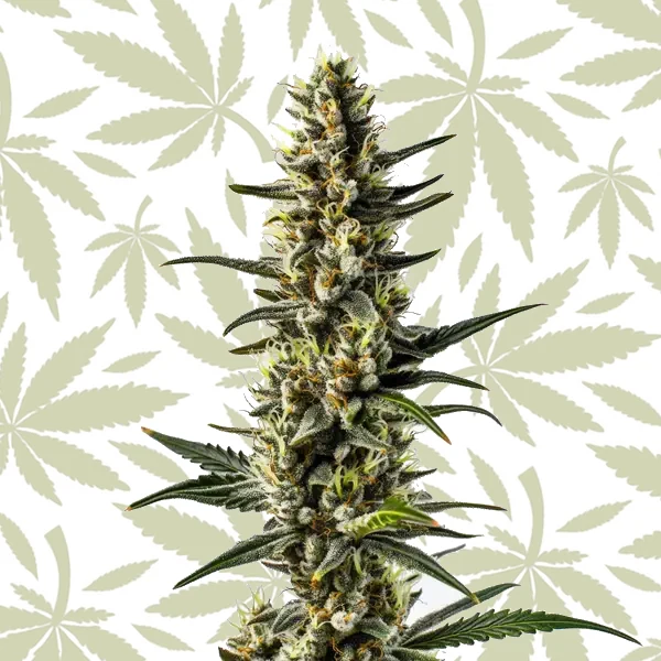 CBD 1-CA (1:20) cannabis strain plant