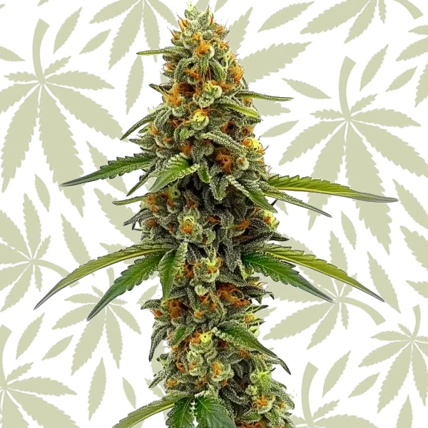 ACDC (1:18) cannabis strain plant