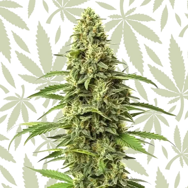 Amnesia CBD (1:1) cannabis strain plant