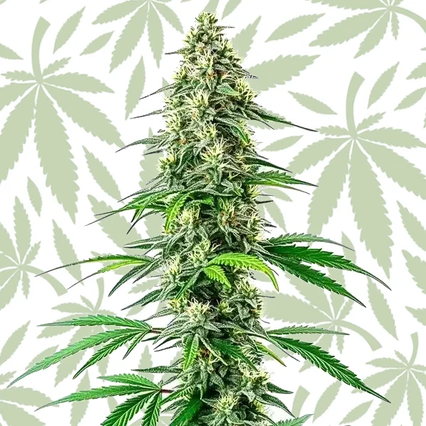 CBD Black Diesel (1:1) cannabis strain plant