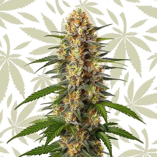 CBD Black Domina (1:1) cannabis strain plant