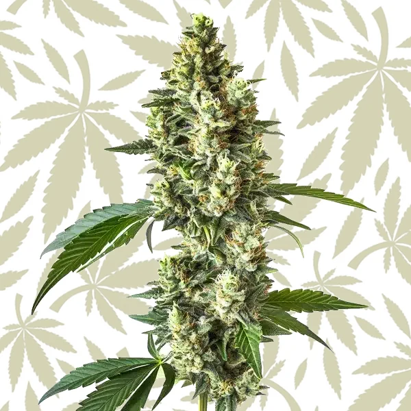 Blueberry CBD (1:1) cannabis strain plant