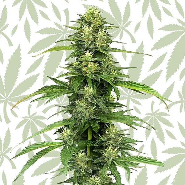 Blueberry CBD (1:16) cannabis strain plant