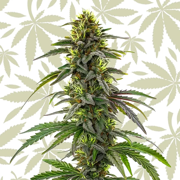 CBD Cafe Racer cannabis strain plant