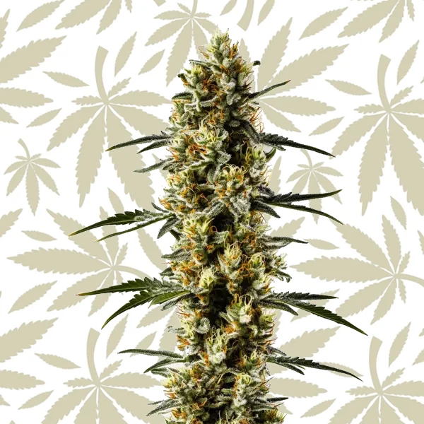 Candida CBD cannabis strain plant