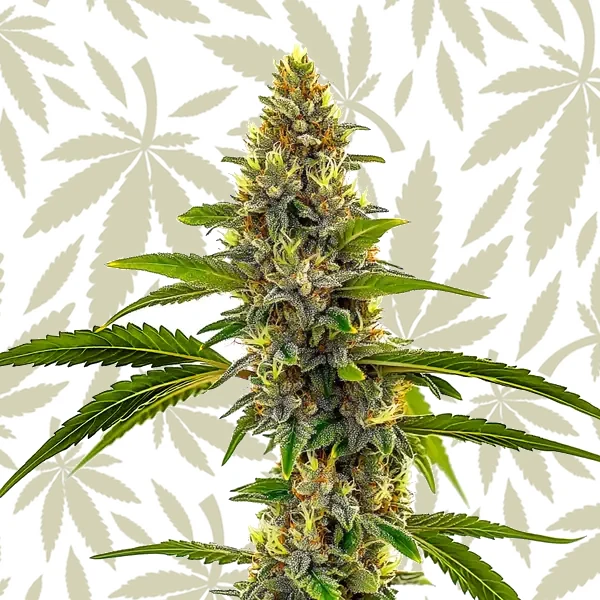 CBD Candyland cannabis strain plant