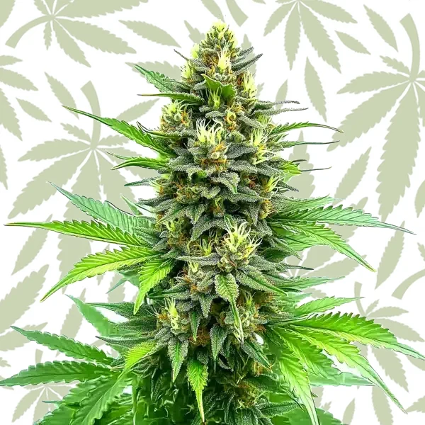 Carmagnola CBD cannabis strain plant