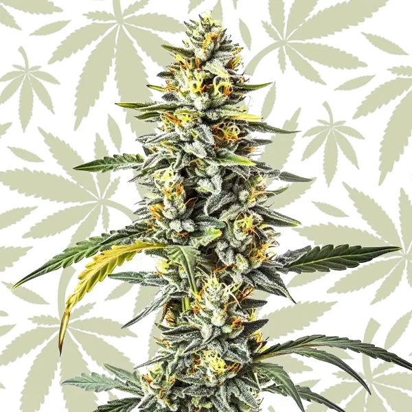 CBD Cheese (1:1) cannabis strain plant