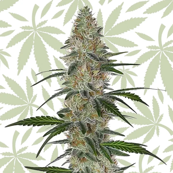CBD Chemdog #4 cannabis strain plant