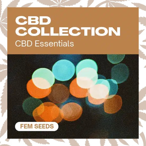 CBD Collection cannabis strain plant