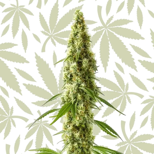 CBD Cookie Kush (1:10) cannabis strain plant