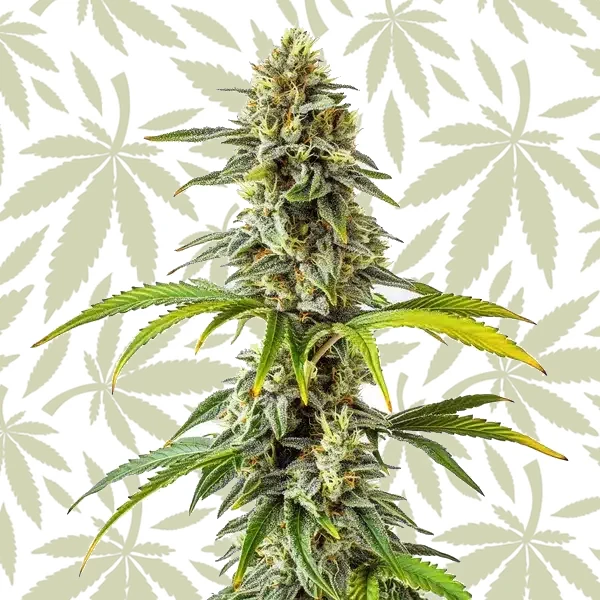 CBD Cream Cheese (1:1) cannabis strain plant