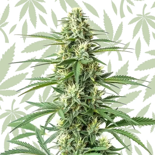 CBD Critical Mass (1:1) cannabis strain plant