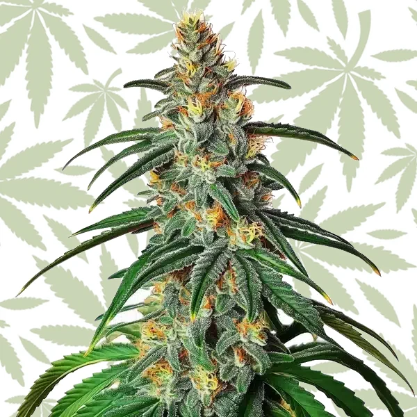 CBD Diesel (1:1) cannabis strain plant