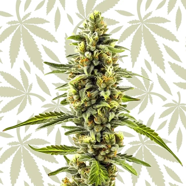 CBD Diesel x Gorilla (1:1) cannabis strain plant