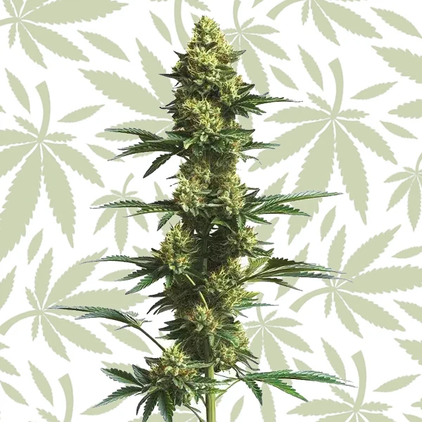 CBD Fruit (1:25) cannabis strain plant