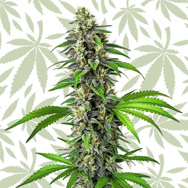 CBD Girl Scout Cookies (1:1) cannabis strain plant