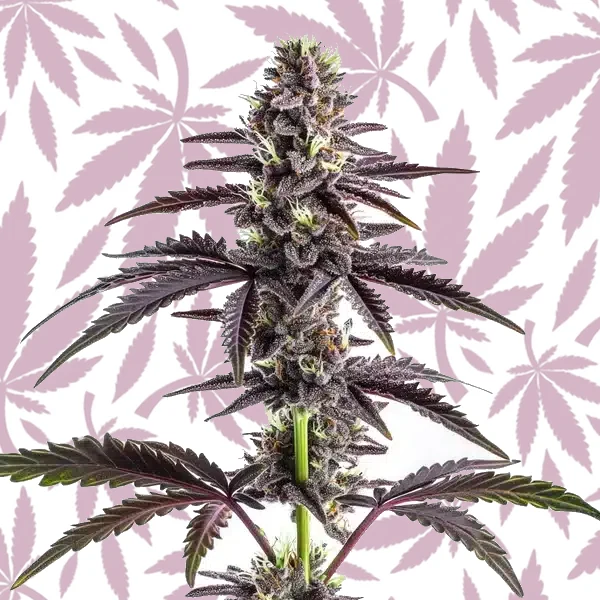 CBD Grape Pie (1:15) cannabis strain plant