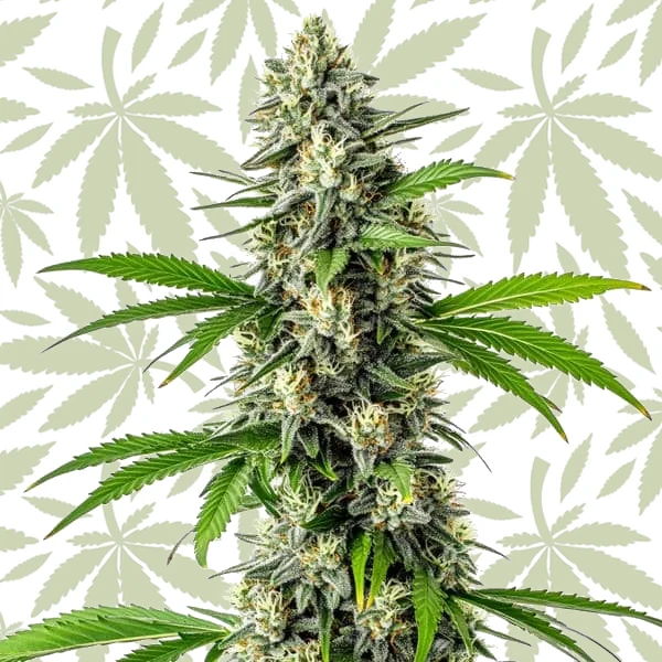 CBD Harle-Tsu cannabis strain plant