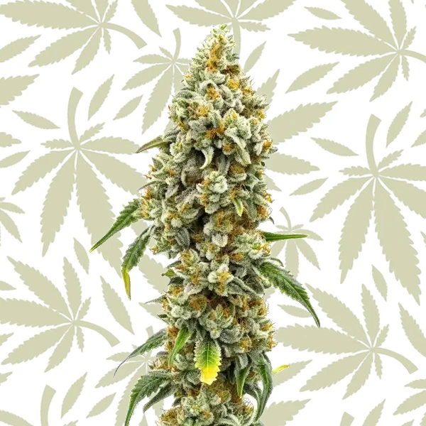 Harlequin CBD (1:18) cannabis strain plant
