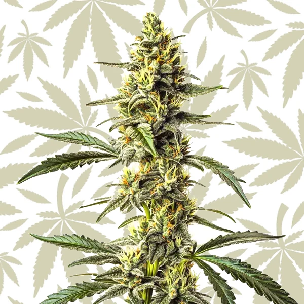 CBD Harlequin (1:25) cannabis strain plant