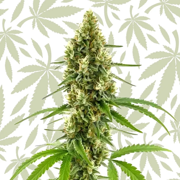 CBD Harlequin Kimbo Kush (1:2) cannabis strain plant