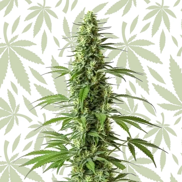 Haze CBD (1:1) cannabis strain plant