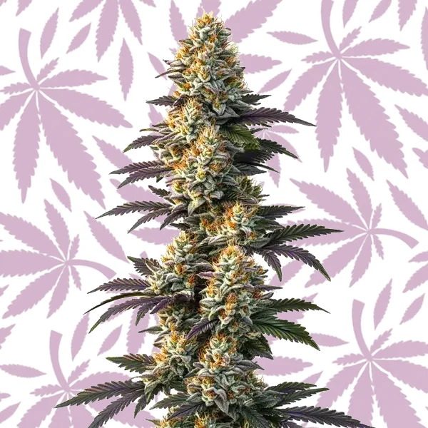Infinity CBD (1:20) cannabis strain plant