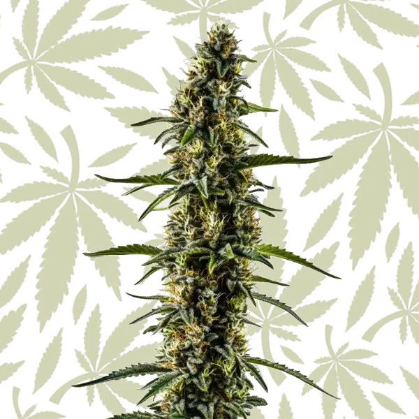CBD Kush (1:1) cannabis strain plant