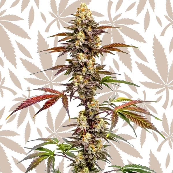 CBD Mango (1:1) cannabis strain plant