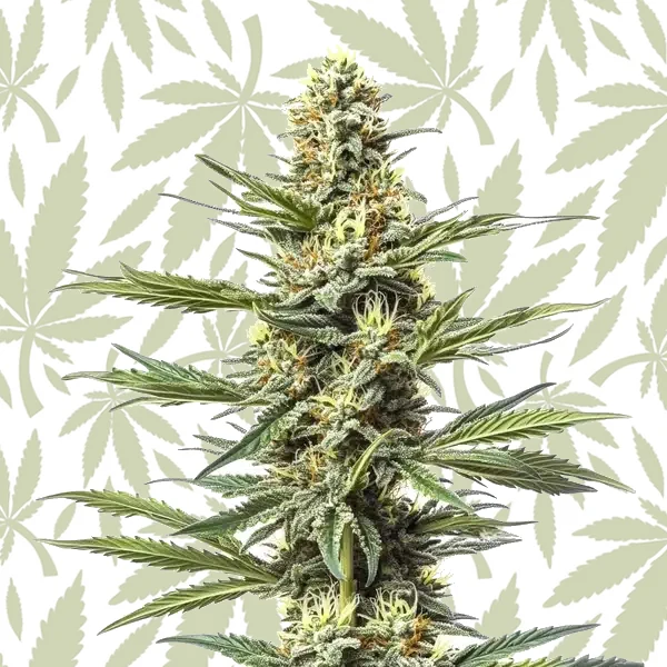 CBD Mexican (1:1) cannabis strain plant