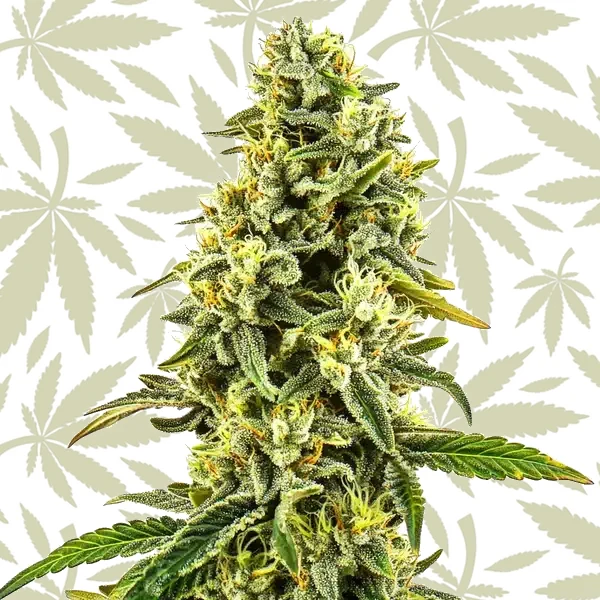 OG Kush CBD (1:15) cannabis strain plant