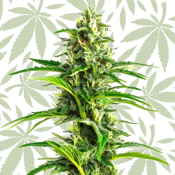 CBD Ratio 1:30 cannabis strain plant