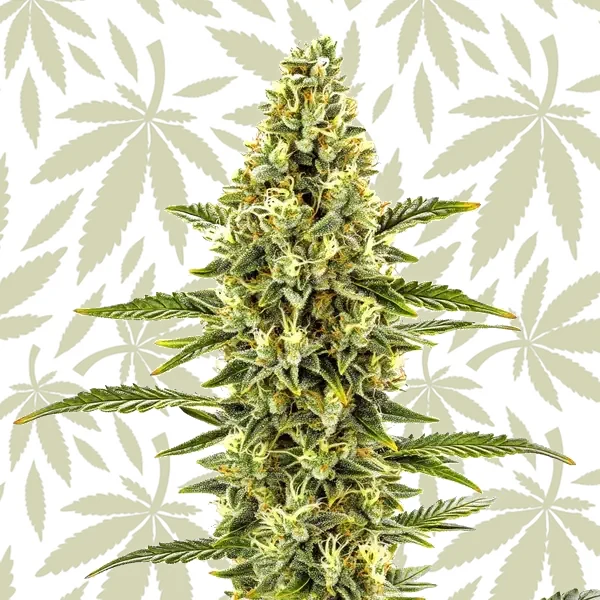 CBD Shishkaberry x Candida (1:2) cannabis strain plant