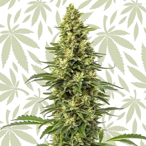 CBD Sour Lemon (1:1) cannabis strain plant