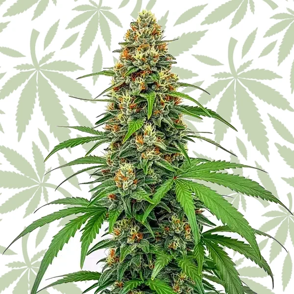 CBD Sour Tangie (1:25) cannabis strain plant