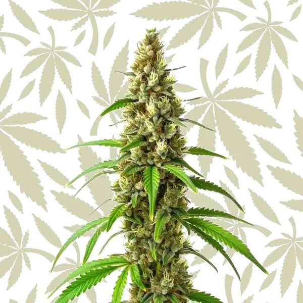 CBD Stephen Hawking Kush cannabis strain plant